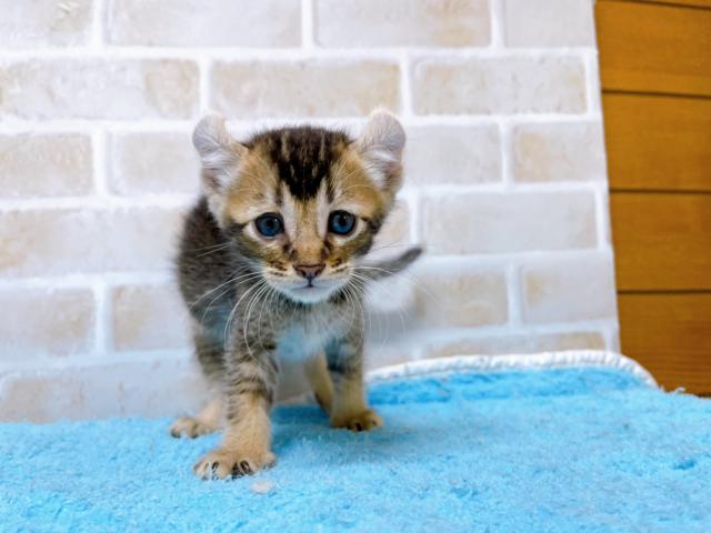 アメリカンカール