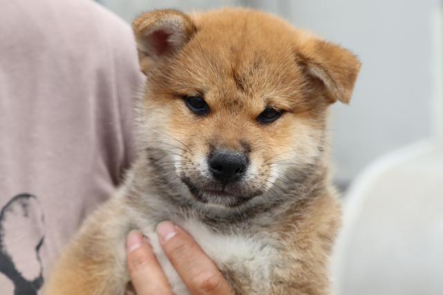 柴犬