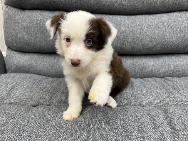 ボーダーコリー