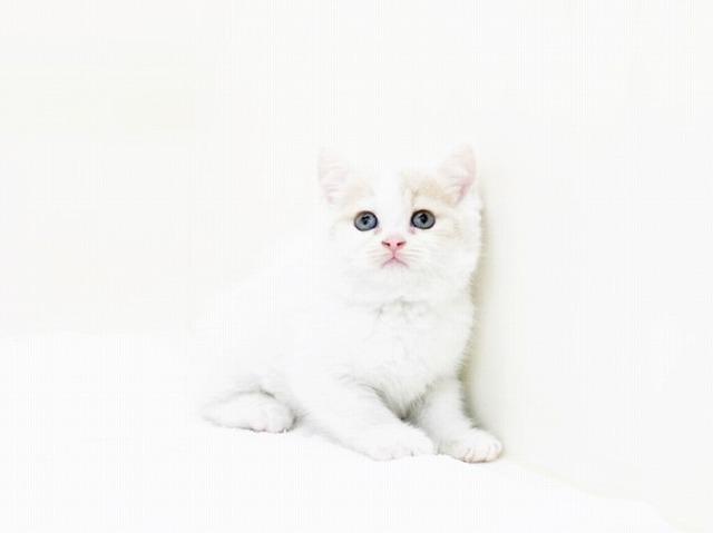 スコティッシュフォールド