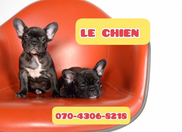 Le_chien