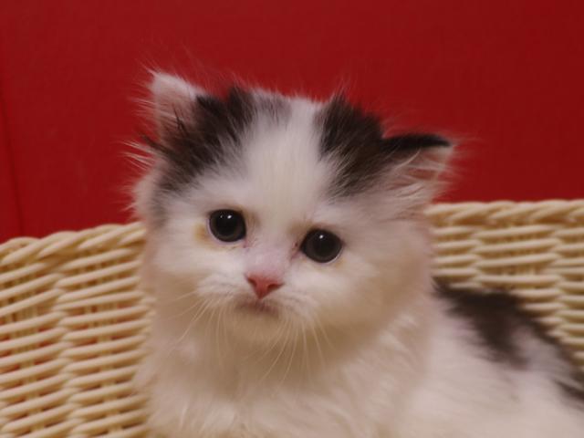 スコティッシュフォールド