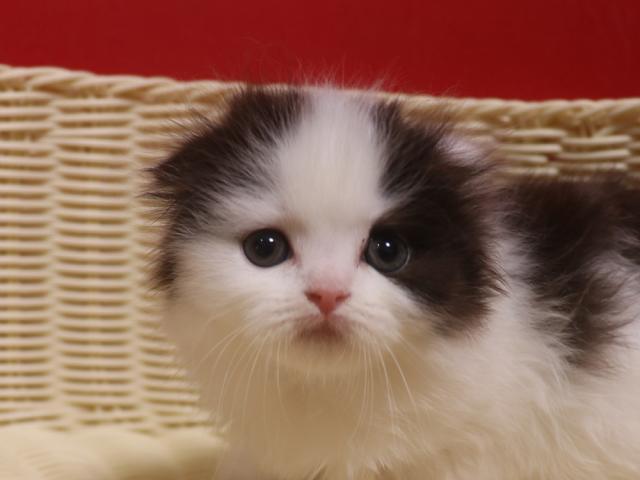 スコティッシュフォールド