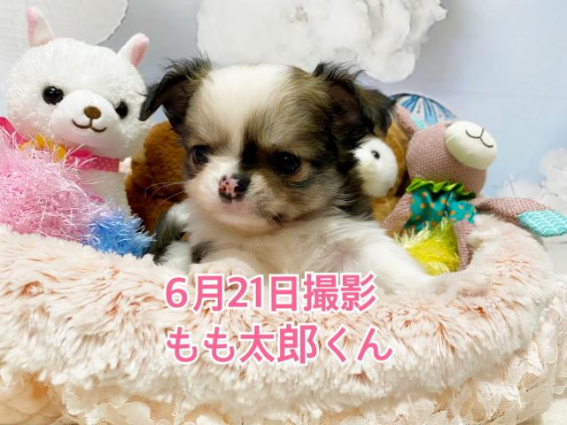 チワワ（ロングコート）