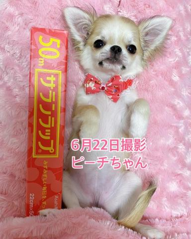 チワワ（ロングコート）