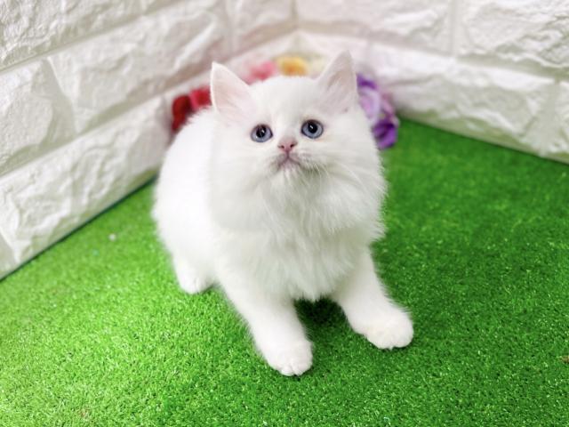 ラガマフィン