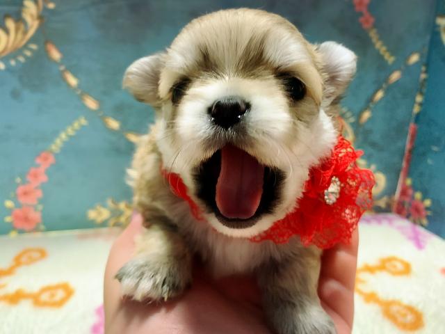 MIX可愛いあくび兄妹♡♡♡