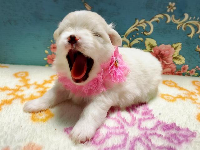 MIX可愛いあくび兄妹♡♡♡