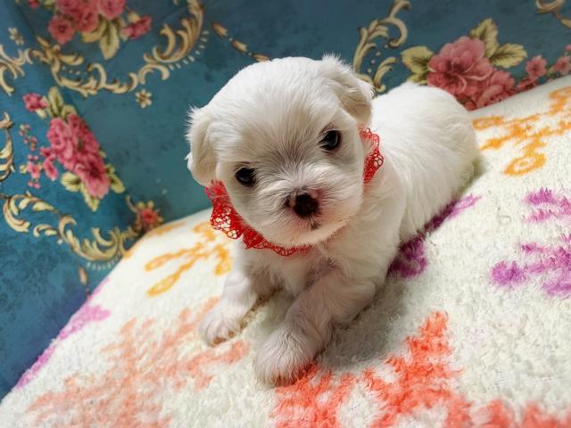 マルチーズ美男美女兄妹♡♡♡