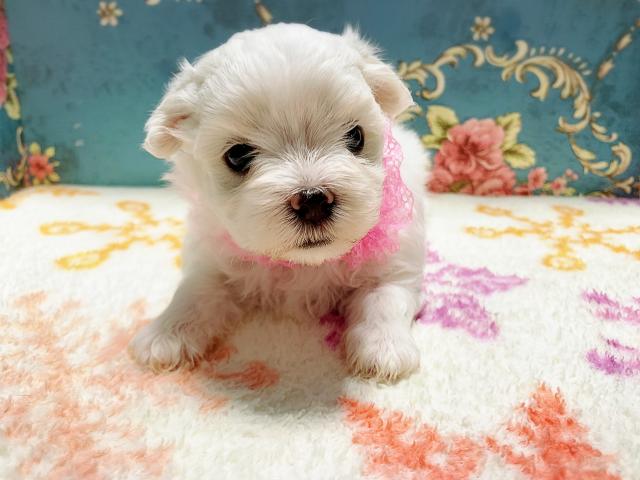 マルチーズ美男美女兄妹♡♡♡