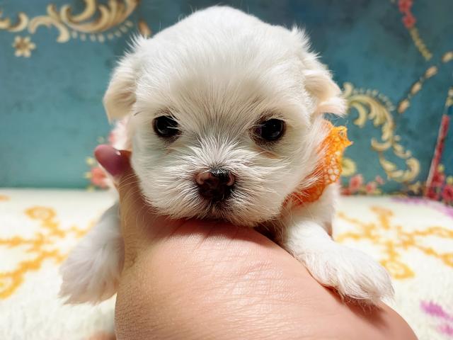 マルチーズ美男美女兄妹♡♡♡