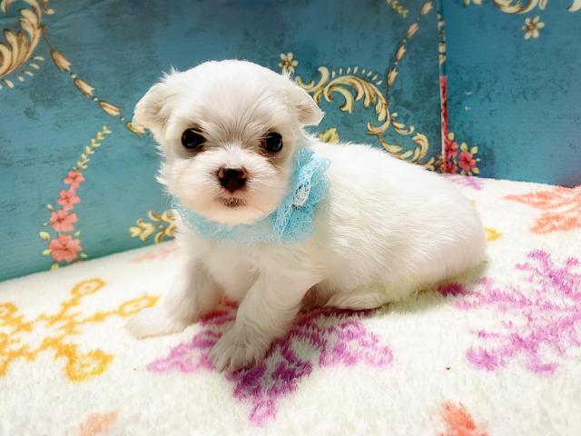 マルチーズ美男美女兄妹♡♡♡