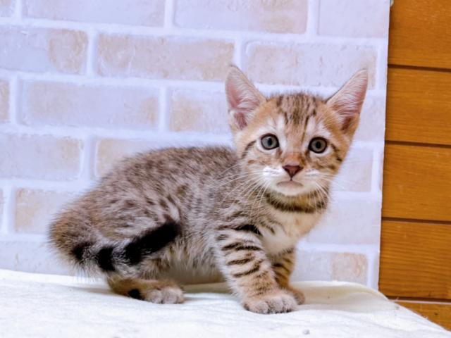 ジェネッタ