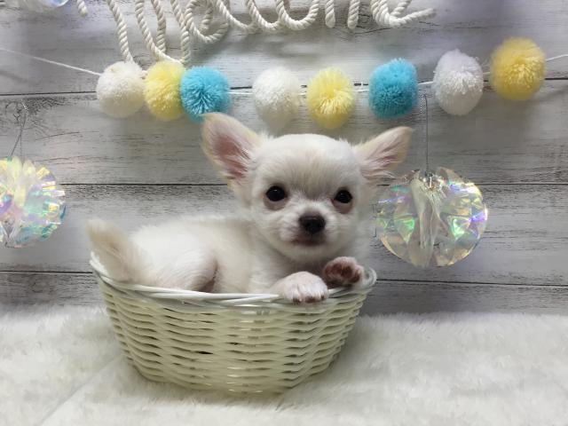 チワワ（ロングコート）