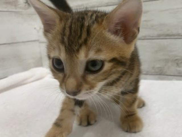 ベンガル