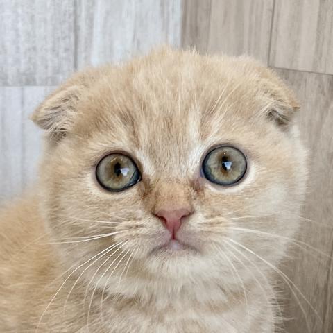 スコティッシュフォールド