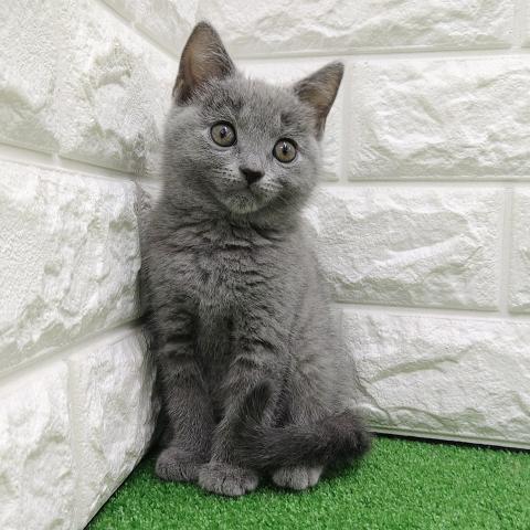 シャルトリュー