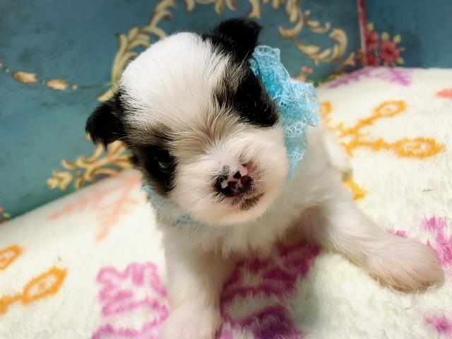 MIX可愛い3兄妹♡♡♡