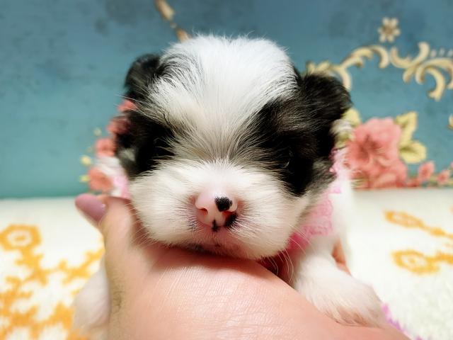 MIX可愛い3兄妹♡♡♡