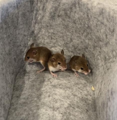アフリカチビネズミ