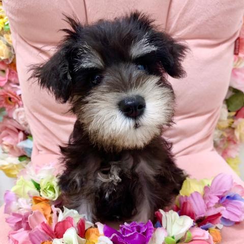 ミニチュアシュナウザー