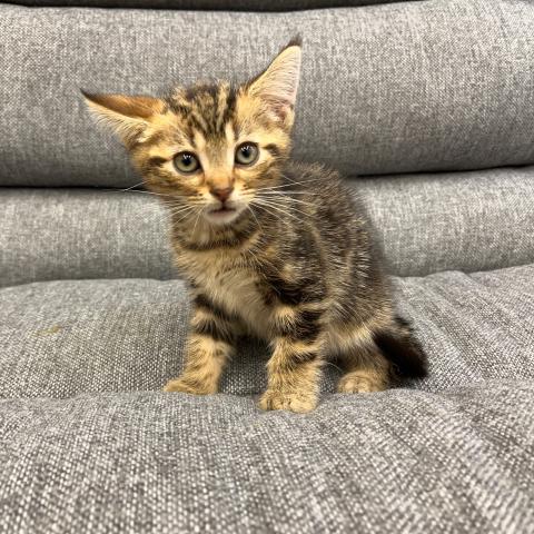 アメリカンショートヘアー