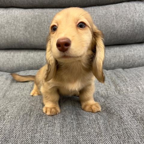 ミニチュアダックスフンド