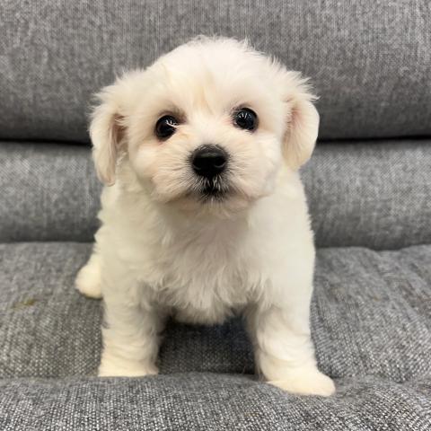 ビションフリーゼ