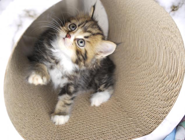 ミヌエット（旧ナポレオン）