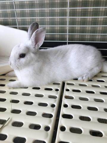 ネザーランドドワーフ