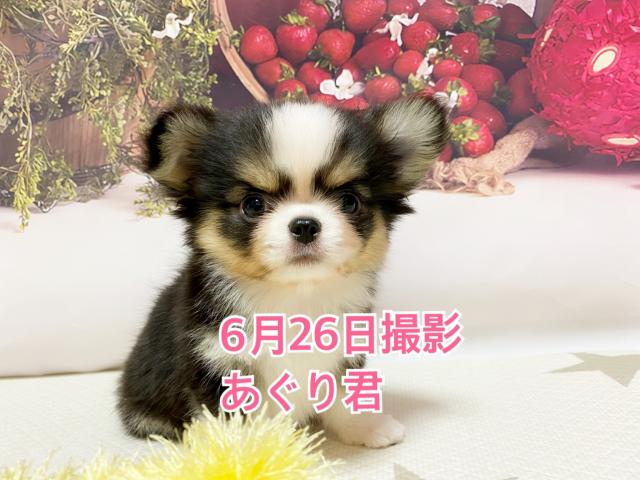 チワワ（ロングコート）