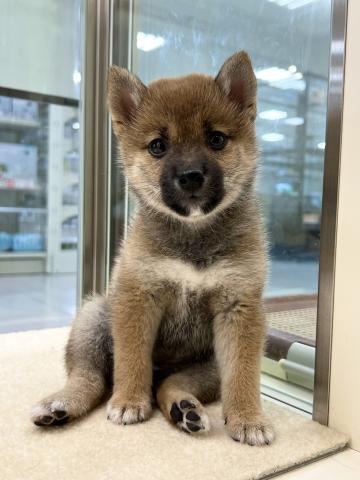 柴犬