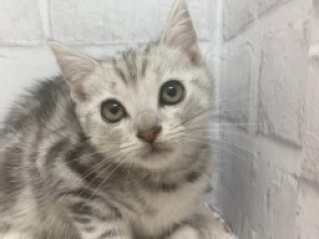 アメリカンショートヘアー