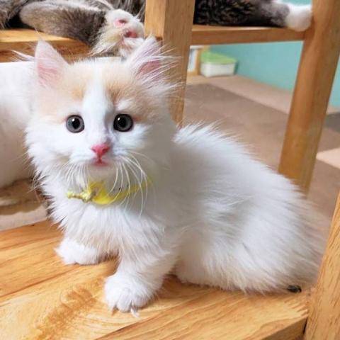 マンチカン男の子(短足)