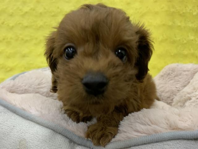 MIX㊗️只今!! 子犬💕仔猫❣️最愛なる可愛いキャンペーン中‼️❤️