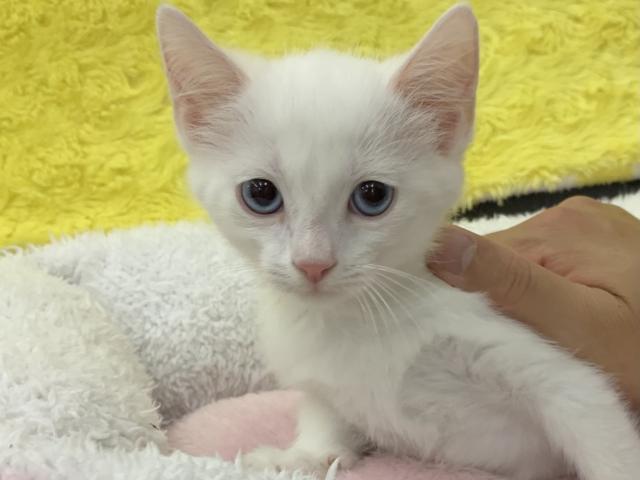 マンチカン㊗️只今!! 子犬💕仔猫❣️最愛なる可愛いキャンペーン中‼️❤️