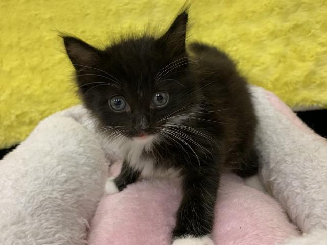 サイベリアン㊗️只今!! 子犬💕仔猫❣️最愛なる可愛いキャンペーン中‼️❤️