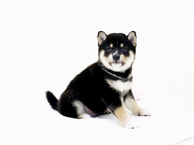 豆柴犬