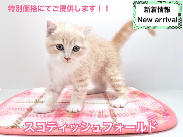 スコティッシュフォールド