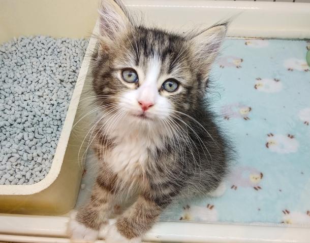 ノルウェージャンフォレストキャット
