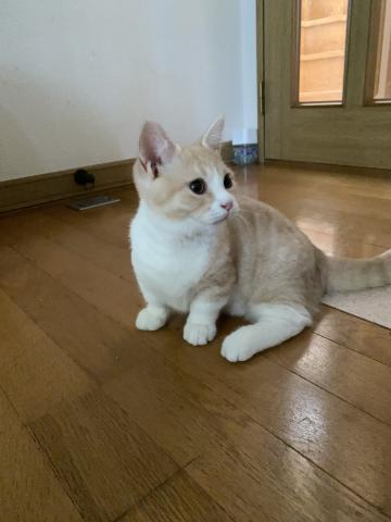 マンチカン