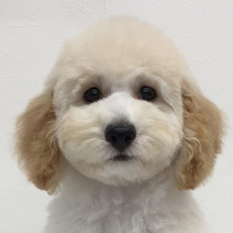 トイプードル