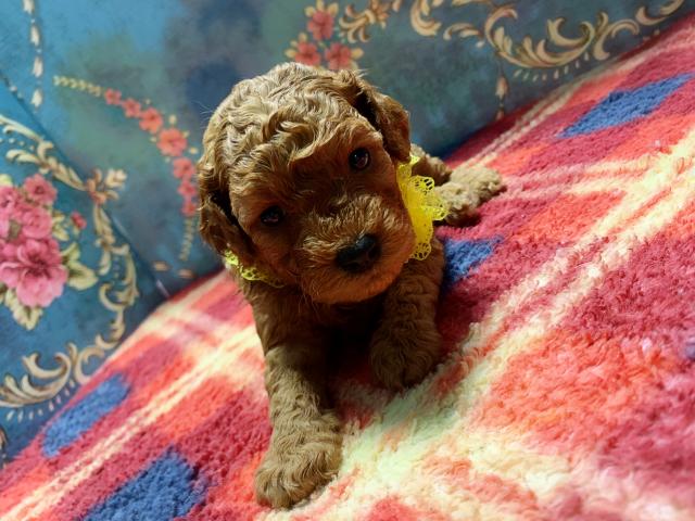 トイプードルミスカラーなし！濃いめのカラー