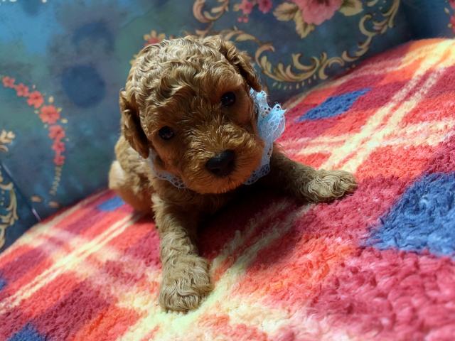 トイプードルミスカラーなし！濃いめカラー