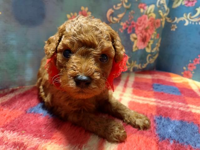 トイプードルミスカラーなし！濃いめカラー