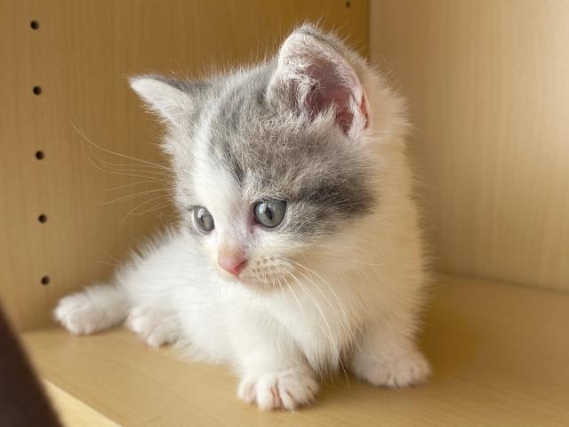 ミヌエット（旧ナポレオン）