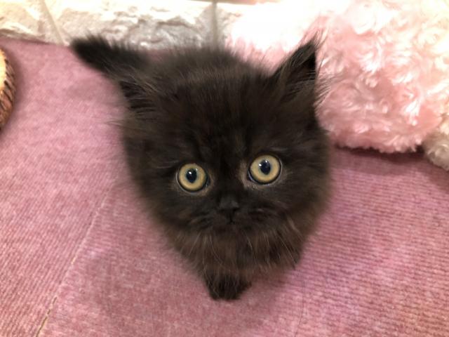ラムキン