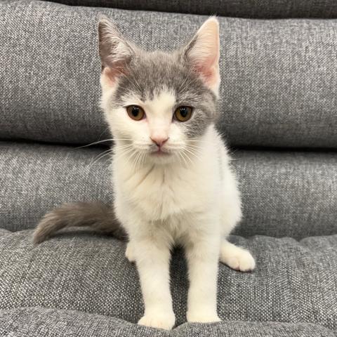 ブリティッシュショートヘア