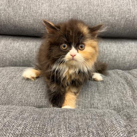 スコティッシュフォールド