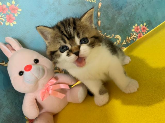 ミヌエット（旧ナポレオン）こまちちゃんラストベビー☆長足くん